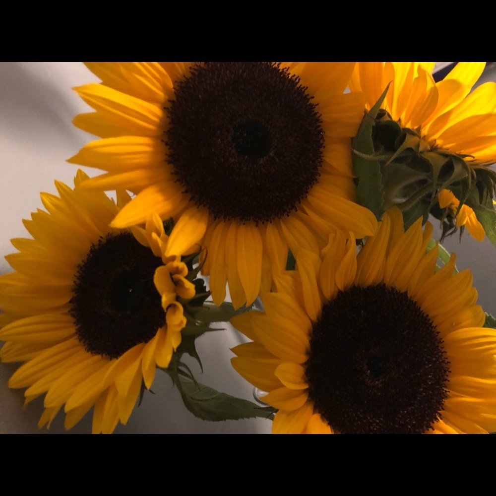 Meet your Posher, Daniella